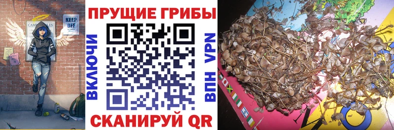 Псилоцибиновые грибы MAGIC MUSHROOMS  Купить где  Химки 